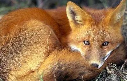 为什么狐狸会被称为“骚狐狸”？