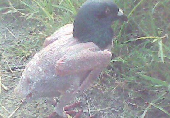 拔了毛的鸽子歇后语