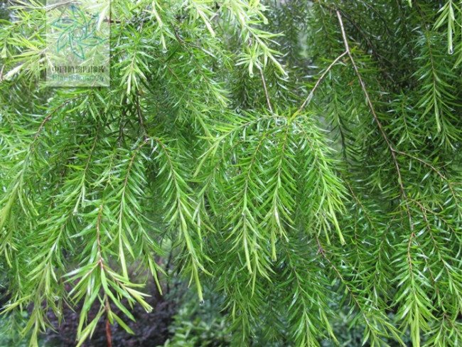 请问红色和绿色的什么叶子？