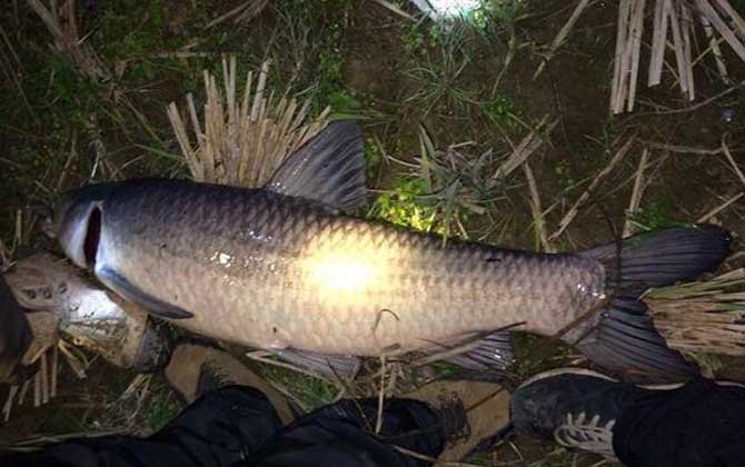 大青鱼价格多少钱一斤