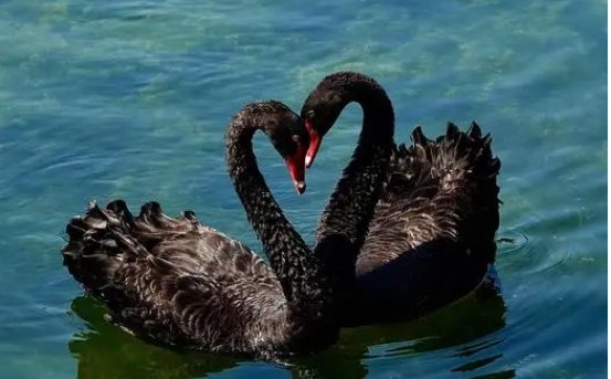 忠贞不渝意大利语