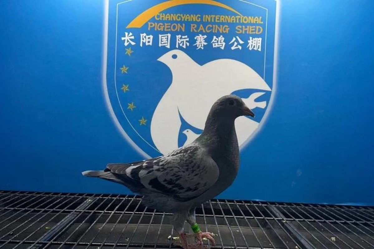 宏建公棚赛鸽公棚秋棚规程