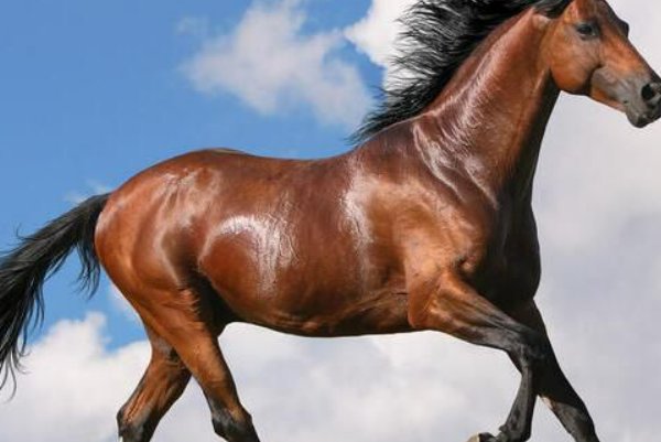 风暖日丽,打一生肖