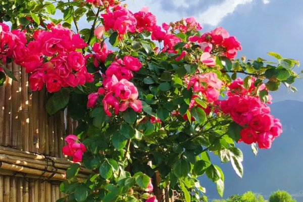 现代诗10首冰心最短