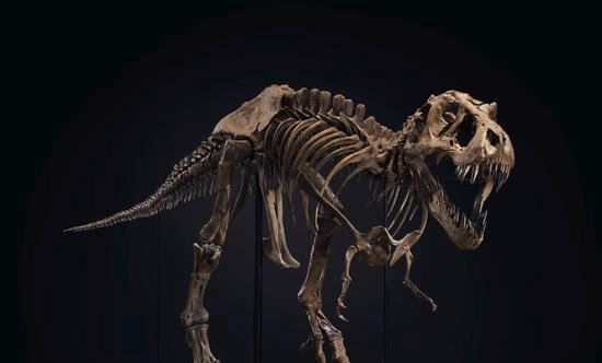 全球最大霸王龙化石拍出2750万美元天价