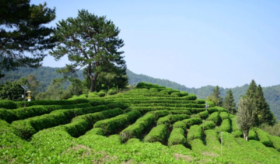 梅州有什么好玩的地方旅游景点？