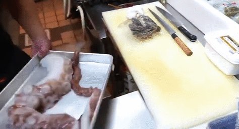 章鱼的触手都有哪些功能,为什么被说十分强大?