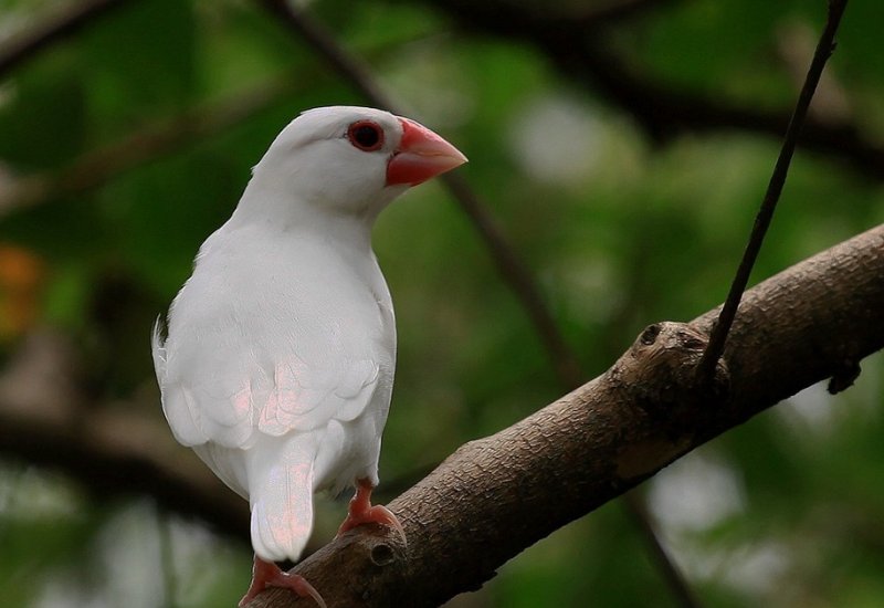 白雀在古代是什么意思