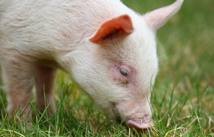 夜夜笙歌是什么生肖